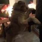 Βρέθηκε σκυλάκι husky