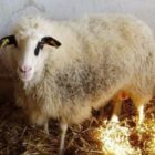 Ημερίδα με θέμα “Η εκτροφή του προβάτου φυλής Φλώρινας ως μοχλός ανάπτυξης της κτηνοτροφίας στην Δυτική Μακεδονία”