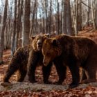 Οι αρκούδες στο Καταφύγιο του «Αρκτούρου» ξύπνησαν και σας περιμένουν (video, pics)