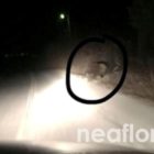 Αρκούδα εμφανίστηκε στο δρόμο Φλώρινας – Περάσματος