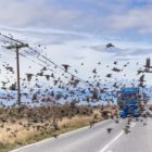 Η φωτογραφία του Φλωρινιώτη Γιώργου Αλεξίου που ξεχώρισε στον διαγωνισμό Bird Photographer of the Year