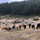 Εκτατική Κτηνοτροφία, ΤΕΛΟΣ