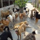 Έκτακτη επιχορήγηση προς δήμους για τις ανάγκες των αδέσποτων ζώων για σίτιση και ιατροφαρμακευτική περίθαλψη