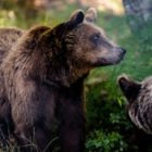 Ανοίγουν και πάλι για τους επισκέπτες τα Καταφύγια του Αρκτούρου