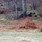 Επιστροφή στη φύση για τον Μπράντλεϊ και τον Κούπερ (pics)