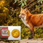 Εαρινό πρόγραμμα εναερίων ρίψεων εμβολίων – δολωμάτων κατά της λύσσας, στην ΠΕ Φλώρινας, για τον εμβολιασμό της άγριας πανίδας (κυρίως των κόκκινων αλεπούδων)