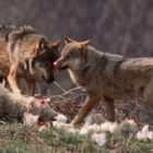 Επίθεση λύκων σε αυλή σπιτιού στους Λόφους