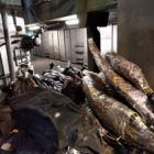 Μεγάλες ποσότητες ναρκωτικών ουσιών καταστράφηκαν σε υψικάμινο στο εργοστάσιο του ΑΗΣ Μελίτης με μέριμνα του Τμήματος Ασφαλείας Φλώρινας (video)