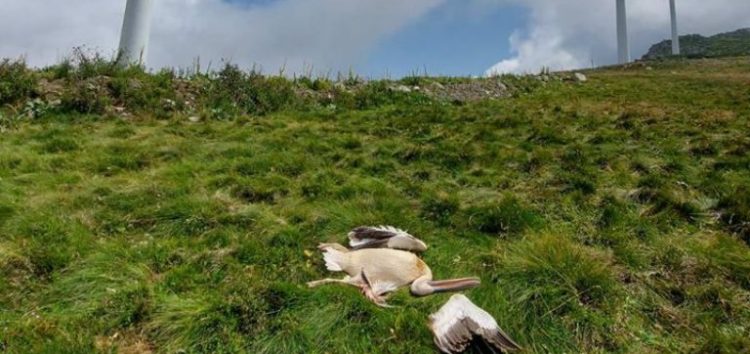 Τρεις νεκροί πελεκάνοι στο όρος Βαρνούς του δήμου Πρεσπών, κοντά σε ανεμογεννήτρια