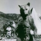 Μπήκε στο χωριό ο αρκουδιάρης