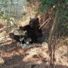 Εγκλωβισμός αρκούδας σε παγίδα (pics)