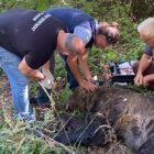 Η Αποκεντρωμένη Διοίκηση για τον εντοπισμό της παγιδευμένης αρκούδας – Ναρκώθηκε και μεταφέρθηκε στο δάσος της Κλαδορράχης (pics)