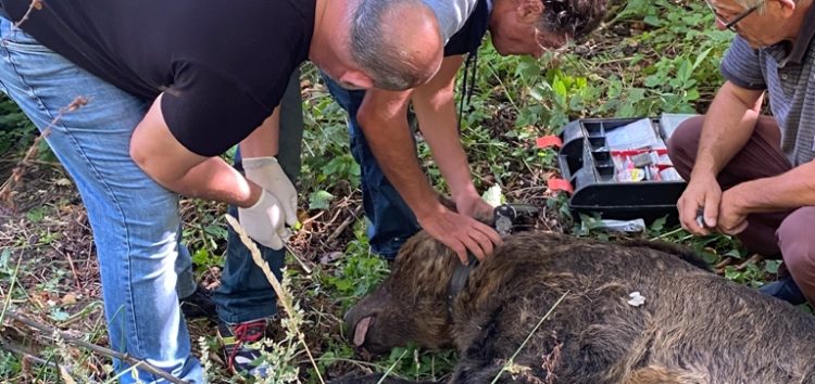 Η Αποκεντρωμένη Διοίκηση για τον εντοπισμό της παγιδευμένης αρκούδας – Ναρκώθηκε και μεταφέρθηκε στο δάσος της Κλαδορράχης (pics)