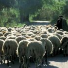 Ενημερωτική ημερίδα για την παρουσίαση του έργου Complete και τον καταρροϊκό πυρετό στην Π.Ε. Φλώρινας