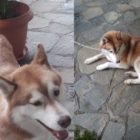 Βρέθηκε σκυλάκι στον οικισμό Σίμου Ιωαννίδη
