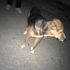 Βρέθηκε σκυλί