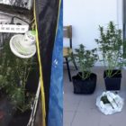 Συνελήφθη 33χρονος στη Φλώρινα για καλλιέργεια δενδρυλλίων κάνναβης (pics)