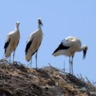 Αίτημα άμεσης επανατοποθέτησης φωλιάς πελαργού στη Μελίτη