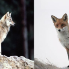 Αλώπηξ και Λύκος (επί του δάσους μάχονται)