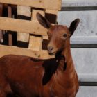 Πωλούνται κατσικάκια στο Σκλήθρο Φλώρινας