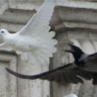 Κοράκια και περιστέρια