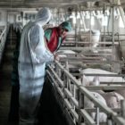 Αφρικανική Πανώλη των Χοίρων: συνεχίζεται η εκστρατεία στην Ελλάδα και επεκτείνεται και σε νέες χώρες
