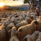 Εκπαιδευτικό σεμινάριο για την κτηνοτροφία