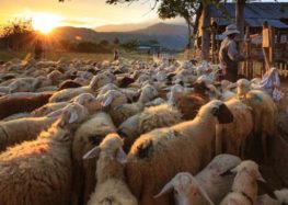 Απογραφή υφιστάμενων κτηνοτροφικών δραστηριοτήτων στην ηλεκτρονική πλατφόρμα Open Business