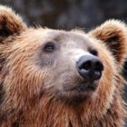 Αυξημένη κινητικότητα αρκούδων σε κοινότητες των δήμων Φλώρινας και Αμυνταίου