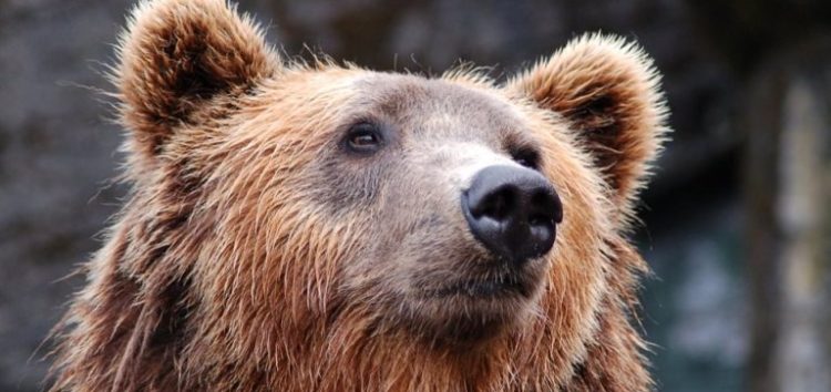 Αυξημένη κινητικότητα αρκούδων σε κοινότητες των δήμων Φλώρινας και Αμυνταίου