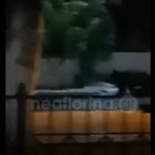 Αρκούδα κάνει… βόλτα στην πλατεία των Λόφων (video)
