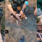 Απεγκλωβισμός δύο σκυλιών στο φράγμα Τριανταφυλλιάς (pics)