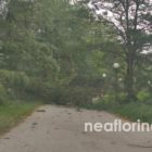 Πτώσεις δέντρων από τους ισχυρούς ανέμους