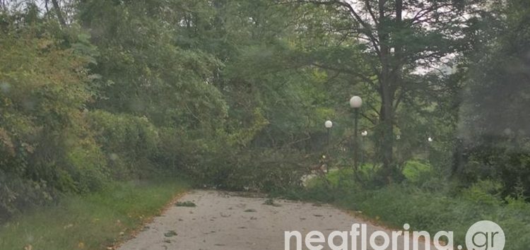 Πτώσεις δέντρων από τους ισχυρούς ανέμους