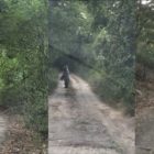 Αρκουδάκι εμφανίστηκε στην περιοχή του Αγίου Νικολάου (pics)