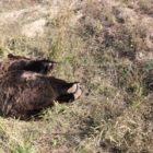 Νεκρή αρκούδα από πυροβολισμό στην Πρέσπα (pics)