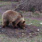 Η απάντηση του ΕΛΓΑ, σε ερώτηση της Ελληνικής Λύσης, για τις αποζημιώσεις παραγωγών λόγω ζημιών από επιδρομές αρκούδων