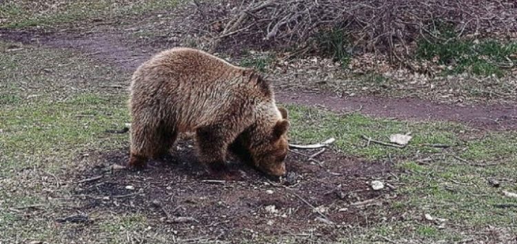 Η απάντηση του ΕΛΓΑ, σε ερώτηση της Ελληνικής Λύσης, για τις αποζημιώσεις παραγωγών λόγω ζημιών από επιδρομές αρκούδων