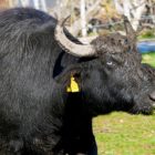 Οι νεροβούβαλοι και ο μαύρος χοίρος των Πρεσπών (video)