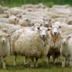 Ετήσια απογραφή εκμεταλλεύσεων αιγοπροβάτων και χοίρων έτους 2021