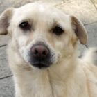 Χάθηκε ο “Πλούτο”