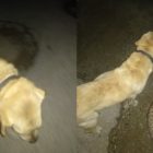 Βρέθηκε σκυλί