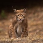 Ολοκληρώθηκε το πρόγραμμα ενίσχυσης της επιχειρησιακής ετοιμότητας του Αρκτούρου στην περίθαλψη και επανένταξη μεγάλων ειδών της Άγριας Πανίδας