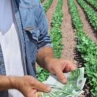 Ολοκλήρωση πληρωμών της πρώτης δόσης στους νέους γεωργούς της Περιφέρειας Δυτικής Μακεδονίας