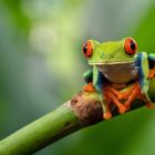 Το τέλος! (των βατράχων)