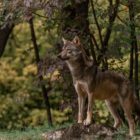 Αρκτούρος: Συνύπαρξη με σεβασμό στα όρια της άγριας ζωής