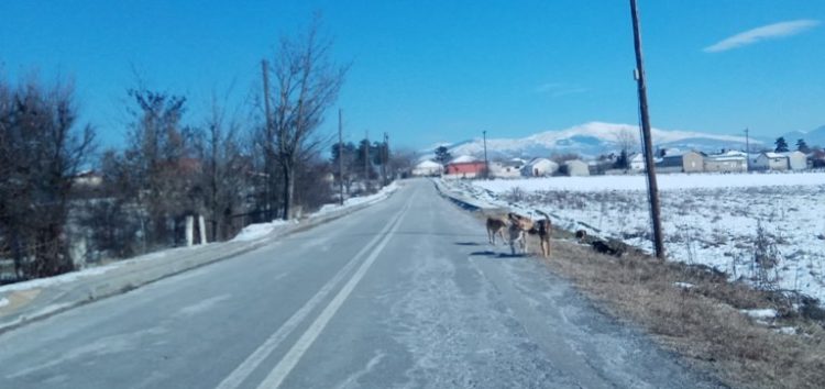 Νέος Καύκασος (ο κόμβος και η αγέλη)