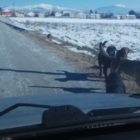 Άμεση ανταπόκριση του Αντιδημάρχου για την αγέλη των σκύλων στον Νέο Καύκασο!