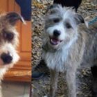 Χάθηκε σκύλος στην περιοχή των Άνω Κλεινών – Δίνεται αμοιβή σε όποιον τον βρει