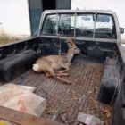 Περίθαλψη τραυματισμένου ζαρκαδιού από υπαλλήλους του Δήμου Φλώρινας